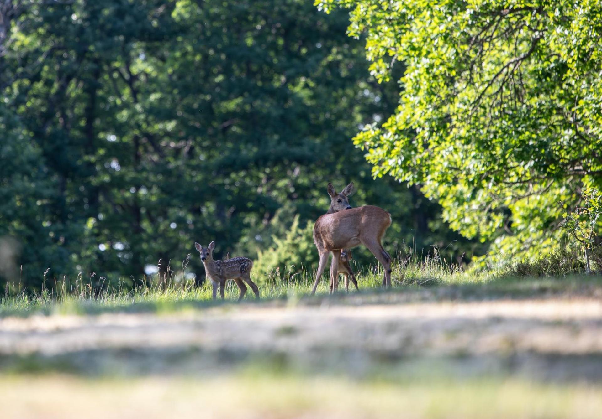 Wild Lodge Nol Bagian luar foto